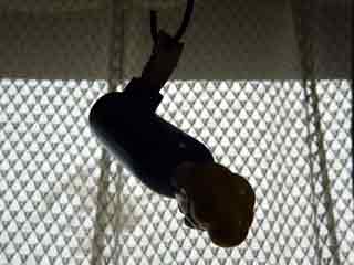 �{�u��݂邵�Ċ��������̐}/JPEG/8KB